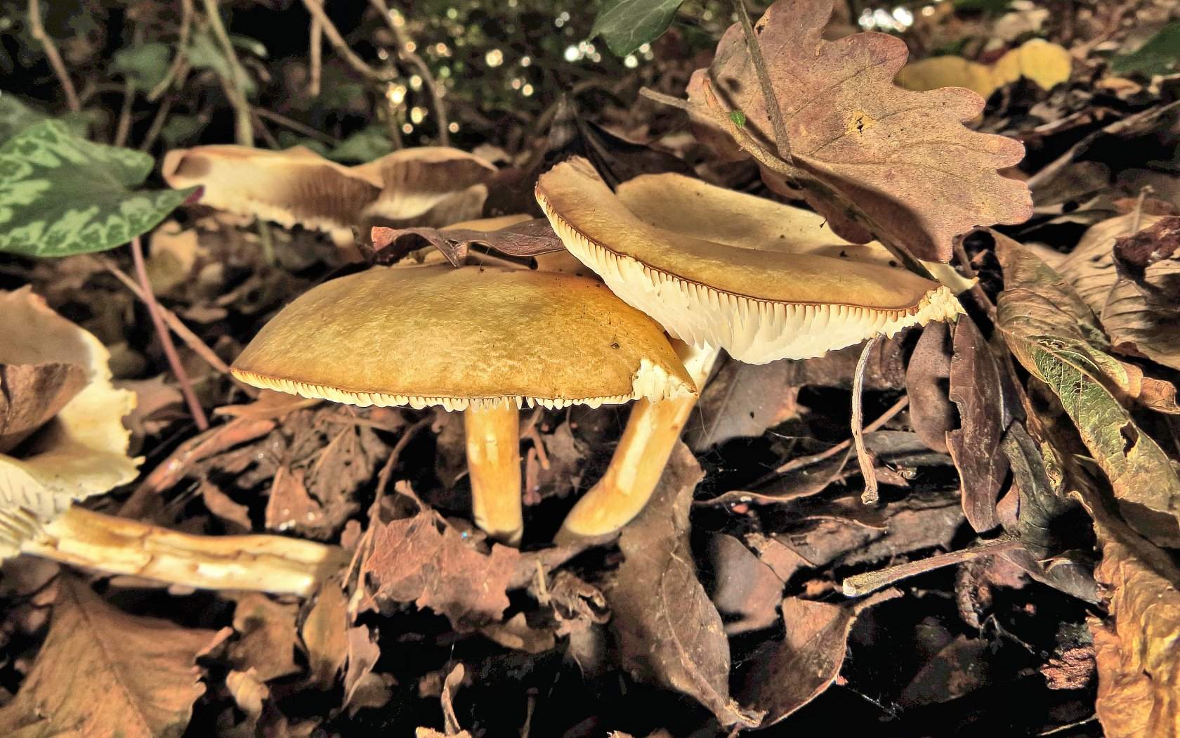 Nella Terra del Pungitopo